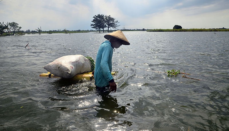 Banjir Kudus Mulai Surut, Pengungsi Kembali ke Rumah - Bagian 3