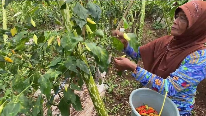 Harga Cabai Melambung, Petani di Banjarnegara Tetap Terpuruk