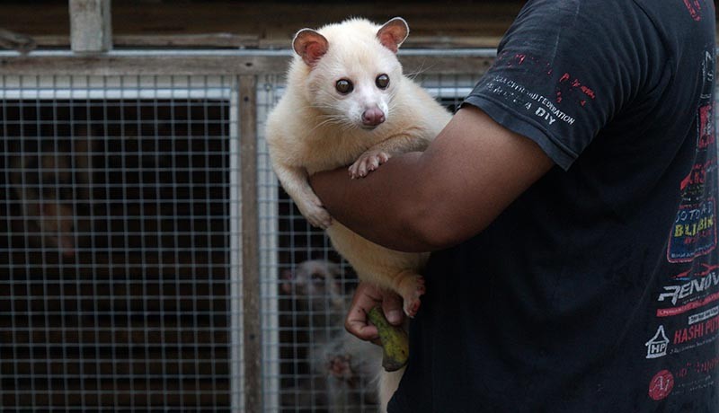 Budi Daya Musang Pandan, Harga Jual hingga Rp23 Juta - Bagian 2