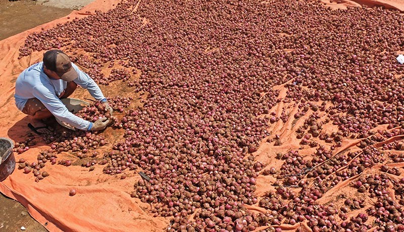 Harga Bawang Merah Naik Gara-Gara Cuaca Buruk - Bagian 2
