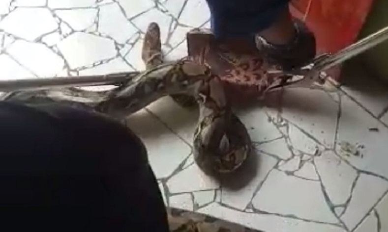 Evakuasi Ular Piton 3 Meter Sembunyi di Samping Toko Bangunan Berlangsugng Dramatis