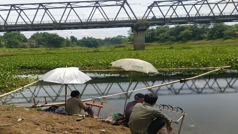 Aliran Waduk Saguling KBB Berubah Jadi Lautan Eceng Gondok, Ikan Sulit Didapat
