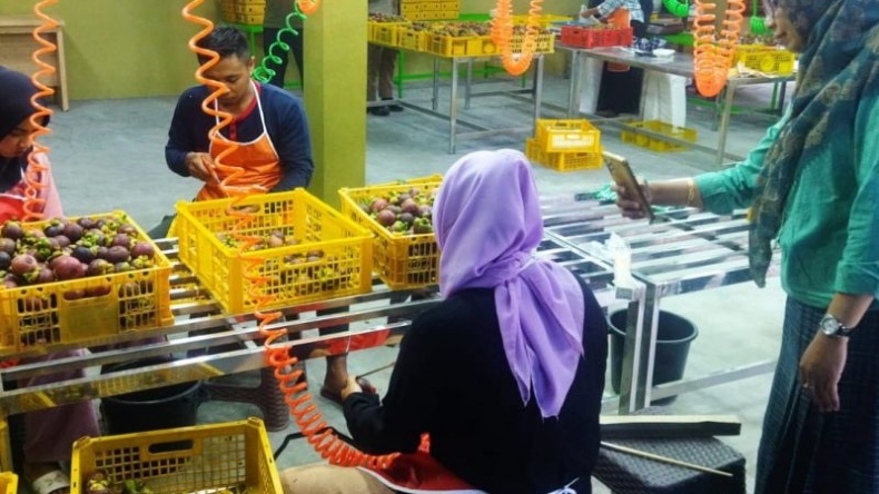 Bikin Bangga! NTB Kirim Rambutan dan Manggis ke Dubai UEA