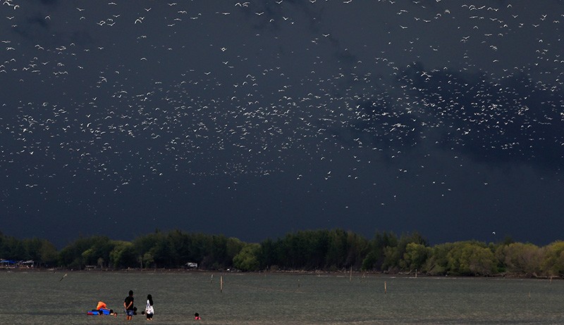 Hutan Mangrove Karangsong Tempat Tinggal 14 Jenis Burung Langka Dilindungi - Bagian 1