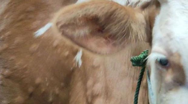 178 Ternak di Gunungkidul Terserang Lumpy Skin Disease, 3 Ekor Mati