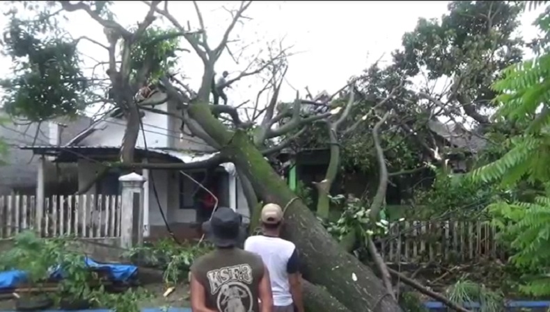 Pohon Raksasa Tumbang Timpa 2 Rumah Warga di Jombang, Penghuni Selamat