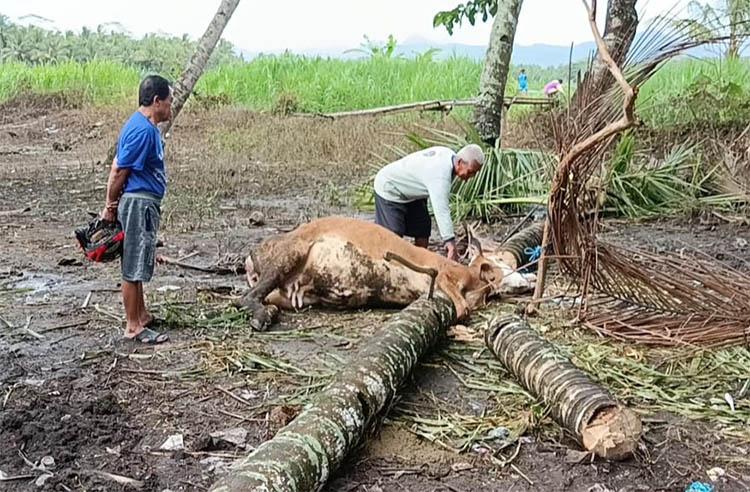 Angin Kencang Landa Kulonprogo, Seekor Sapi Mati Tertimpa Pohon Kelapa Tumbang