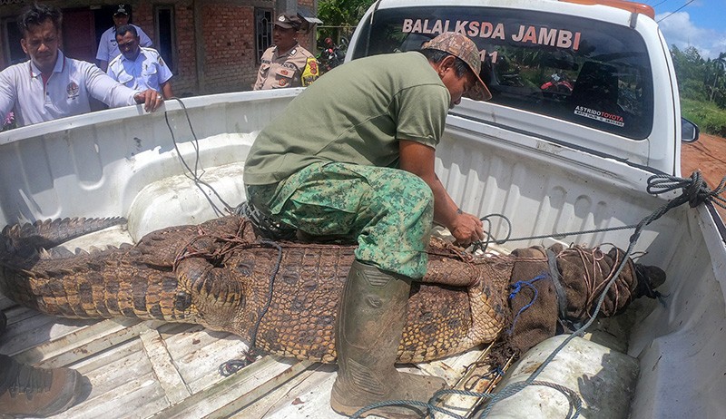 Buaya Panjang 3 Meter Ditangkap Warga Jambi, Dibawa Naik Pikap ke BKSDA - Bagian 2