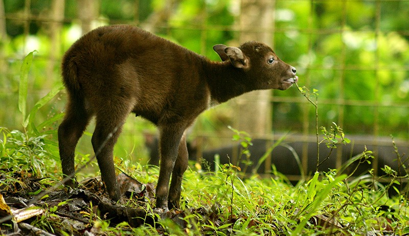Lucunya Raden, Anak Anoa yang Lahir Melalui Operasi Caesar - Bagian 1