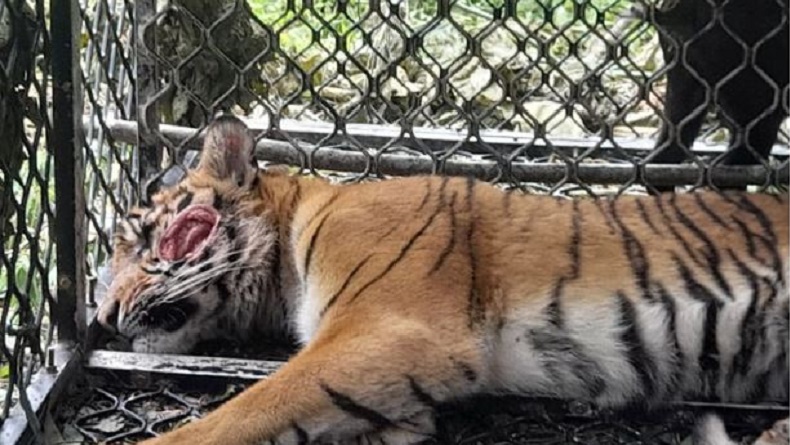 Harimau yang Diduga Serang Warga Masuk Perangkap di Hutan Aceh, Ini Penampakannya