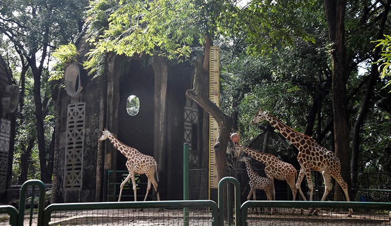 Beautifikasi Kandang Taman Margasatwa Ragunan Butuh Biaya Rp130 Miliar - Bagian 1