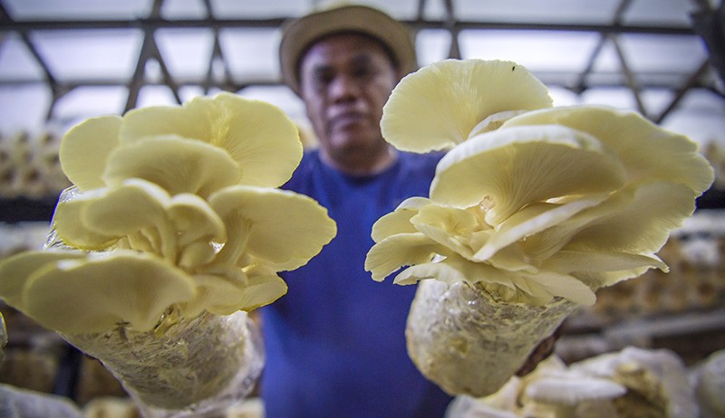 Peluang Bisnis Budi Daya Jamur Tiram, Mudah Dipelajari Permintaan Tinggi  - Bagian 2
