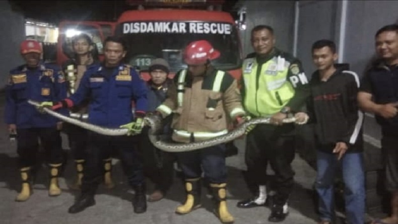 Ular Sanca Ganas Sepanjang 2,5 Meter Dievakuasi dari Gorong-gorong Perumahan di Garut