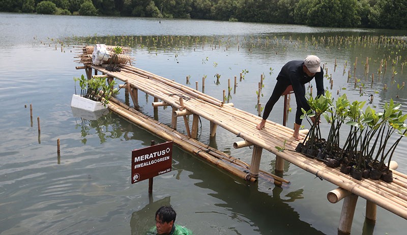 Peduli Lingkungan, Meratus Earth Squad Ajak Semua Pihak Tanam Mangrove  - Bagian 6
