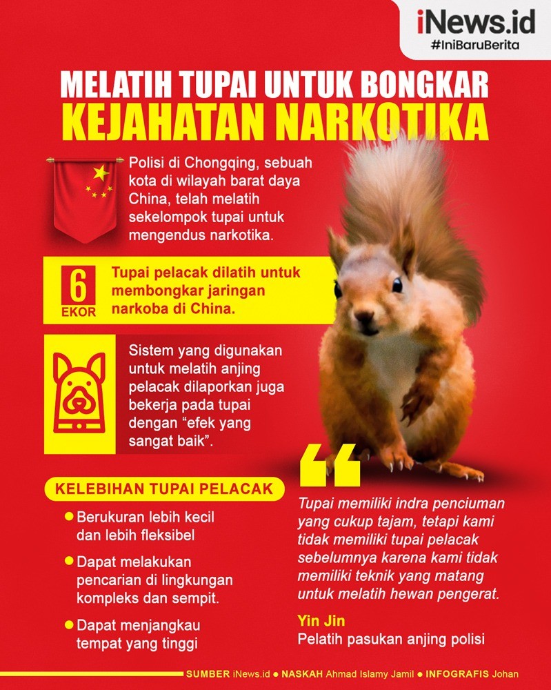 Infografis Polisi China Latih Tupai untuk Bongkar Kejahatan Narkotika