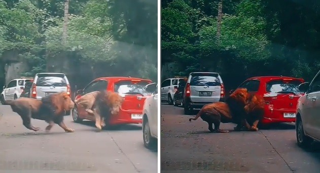 Heboh Mobil Pengunjung Rusak Diserang Singa Taman Safari Prigen, Ini Respons Pengelola 