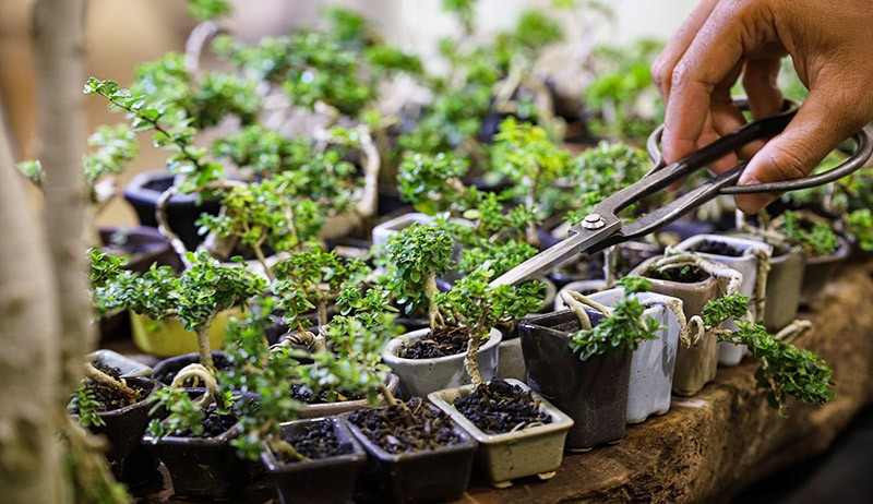 Kerajinan Bonsai Mini, Harga hingga Rp2,5 Juta per Tanaman - Bagian 2