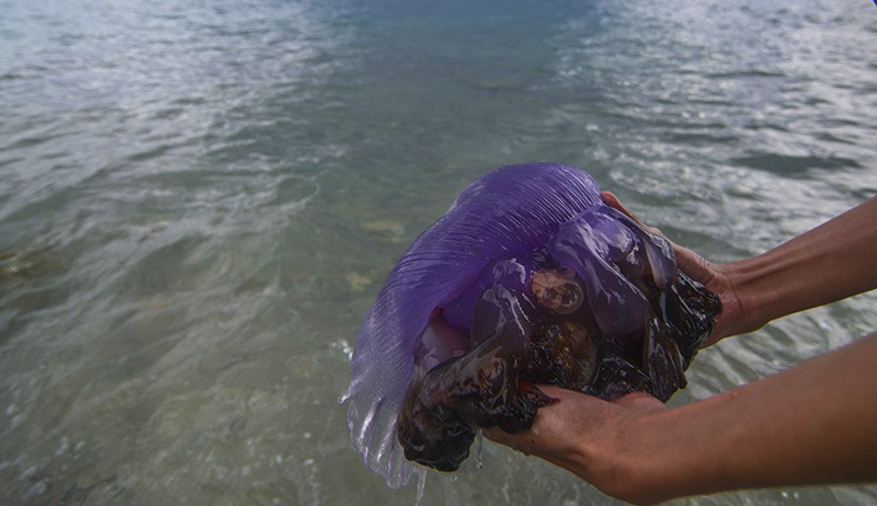 Penampakan Puluhan Ubur-Ubur Ungu Terdampar di Pantai Teluk Palu - Bagian 3