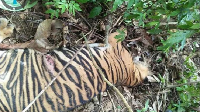 Harimau Sumatra Mati di Aceh Timur, Penyebabnya Belum Diketahui