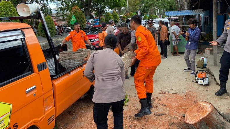 Pohon Besar di Kota Gorontalo Tumbang Diterjang Angin Kencang 