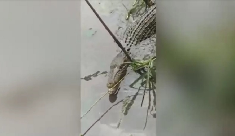 Viral Pemancing di Lumajang Dapat Buaya 2 Meter, Ini Penampakannya