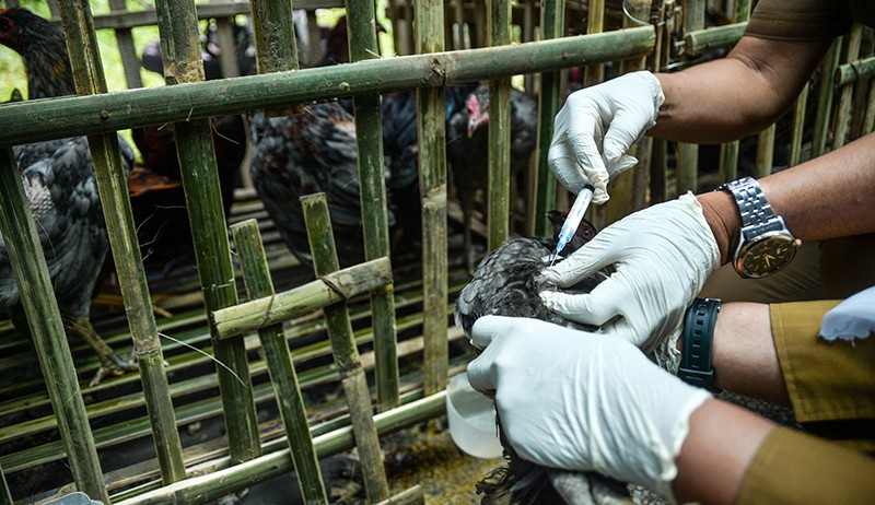 Antisipasi Penyebaran Virus Flu Burung - Bagian 1