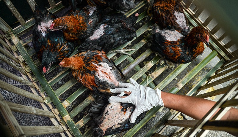 Antisipasi Penyebaran Virus Flu Burung - Bagian 3
