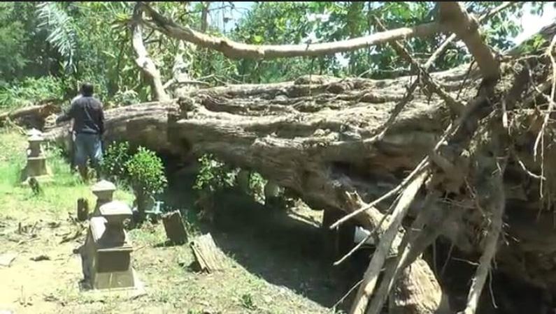  Viral Pohon Jati Berusia 400 Tahun Tumbang Timpa Makam di Grobogan
