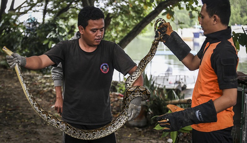 Puluhan Satwa Liar Temuan Warga Dilepas ke Pantai Indah Kapuk - Bagian 1