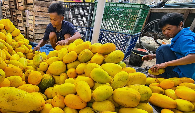 Membeli Timun Suri Khas Bulan Ramadan untuk Berbuka Puasa  - Bagian 1