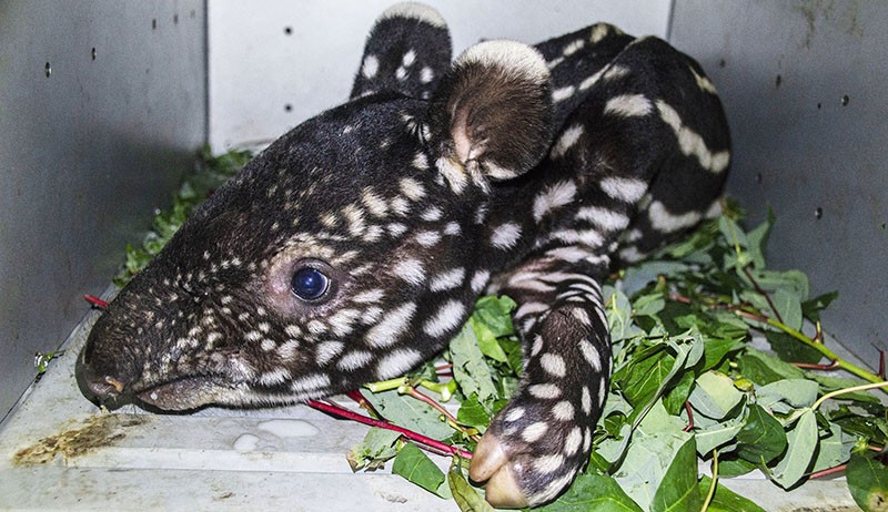 Bayi Tapir Ditemukan Terjebak Dalam Lubang Dievakuasi BKSDA Riau - Bagian 1
