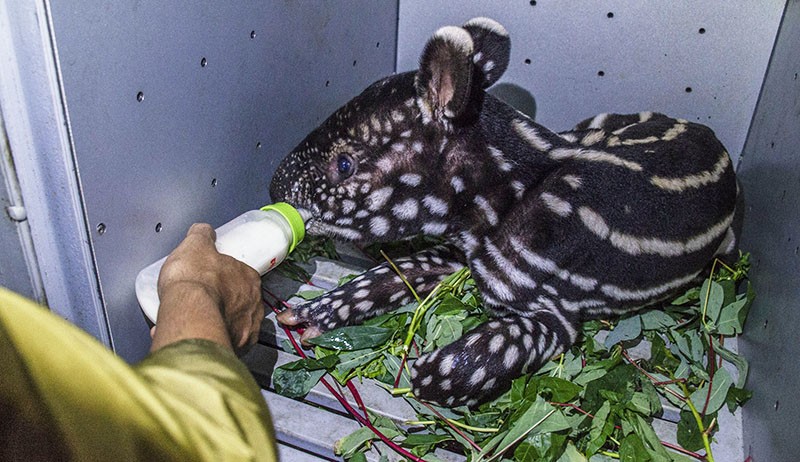Bayi Tapir Ditemukan Terjebak Dalam Lubang Dievakuasi BKSDA Riau - Bagian 2