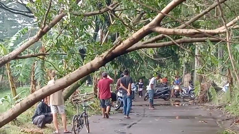 8 Pohon Tumbang akibat Hujan Deras dan Angin Kencang di Kiaracondong Bandung