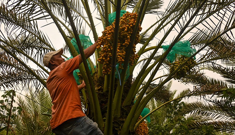 Kebun Kurma Tumbuh Subur di Tanah Karo - Bagian 2