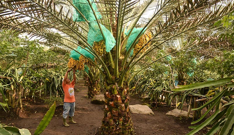 Kebun Kurma Tumbuh Subur di Tanah Karo - Bagian 1