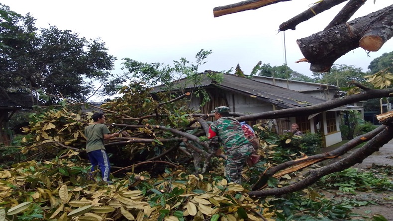 Diterjang Angin Kencang, Pohon Durian Tumbang Timpa Rumah di Pemalang
