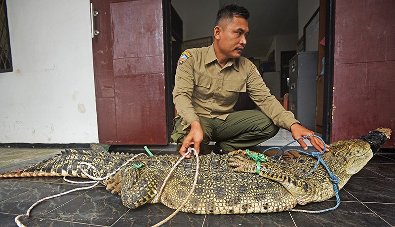 Buaya Muara Bobot 129 Kg Bikin Resah Dievakuasi dari Sungai Panghaur Banten - Bagian 1