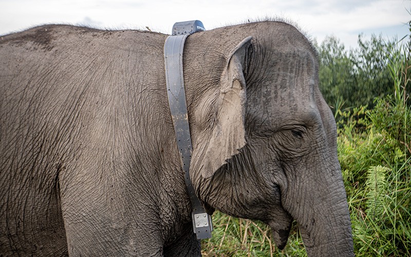Mitigasi Konflik, Gajah Sumatera Liar Dipasang Kalung GPS - Bagian 1