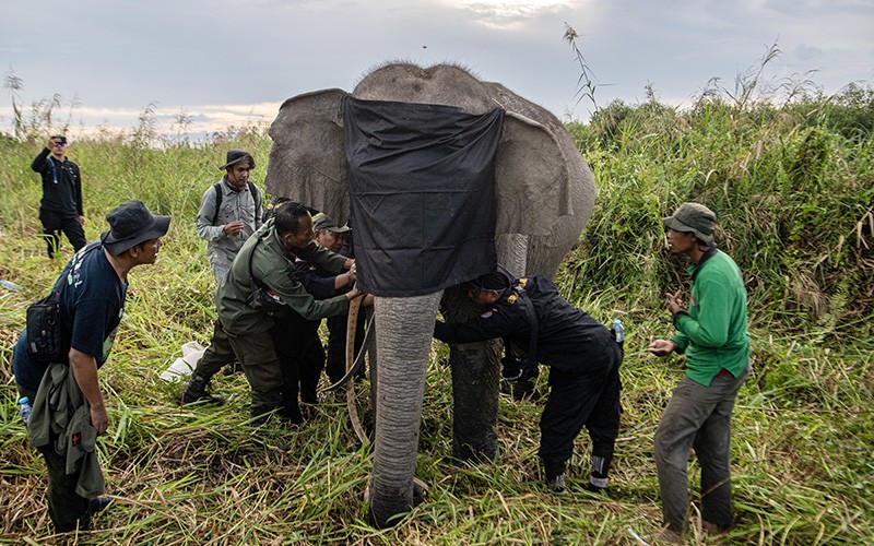 Mitigasi Konflik, Gajah Sumatera Liar Dipasang Kalung GPS - Bagian 3