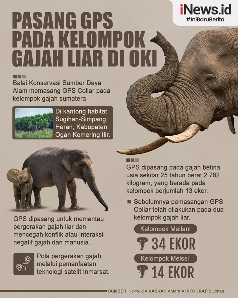 Infografis BKSDA Sumsel Pasang GPS pada Kelompok Gajah Liar di OKI 