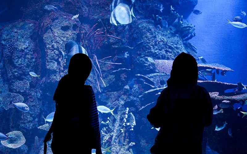 Menikmati Akhir Pekan di Jakarta Aquarium, Segini Harga Tiketnya - Bagian 1