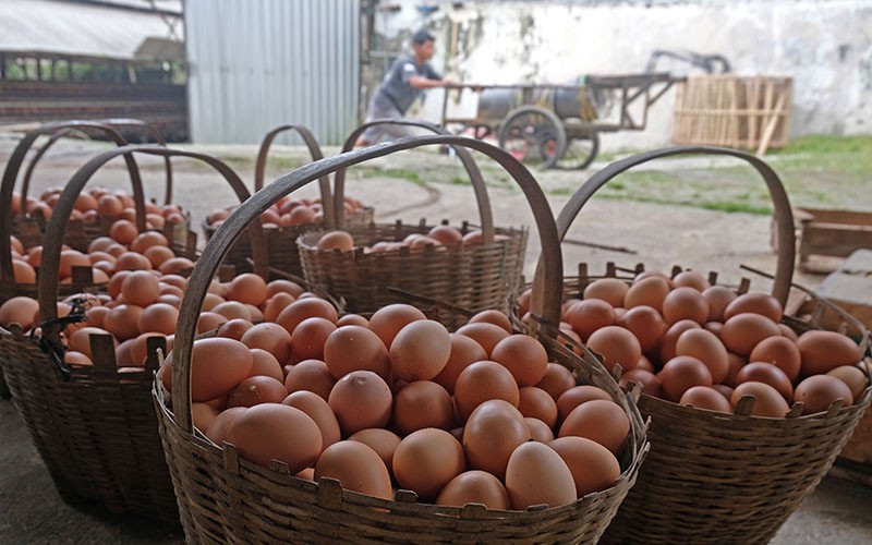 Harga Telur Ayam Meroket Dipicu Musim Hajatan - Bagian 2