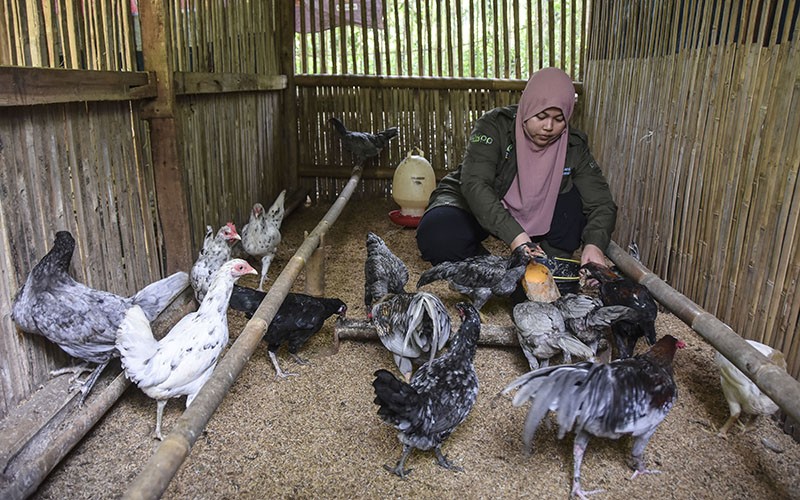 Potret Petani Milenial Ternak Ayam Sentul Sejak 2017 - Bagian 1