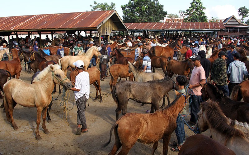 Melihat Pasar Jual Beli Kuda di Jeneponto, Harga hingga Rp30 Juta - Bagian 1