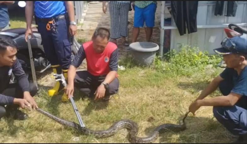 Dramatis, Petugas Berjibaku Evakuasi Ular Piton di Dalam Pipa Saluran Pembuangan Air