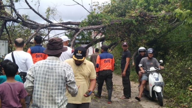 Pohon Asam di Padang Tumbang, Tutup Akses Jalan dan Timpa Pagar Rumah Warga