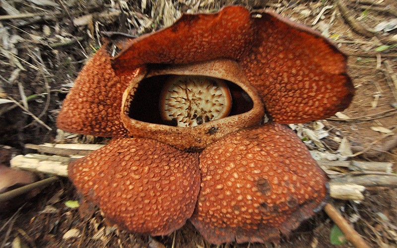 Bunga Rafflesia Arnoldi Tumbuh Mekar Sempurna di Bukit Daun Bengkulu - Bagian 1
