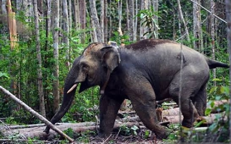 Gajah Liar Masuk ke Permukiman Warga Lampung Barat, 2 Rumah Dirusak