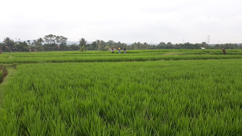 El Nino Ancam Sektor Pertanian Purwakarta, Produksi Padi Bakal Terdampak