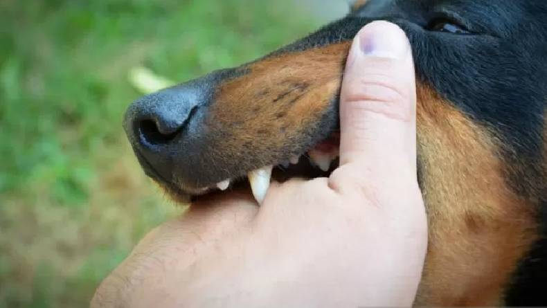 Bocah di Sintang Meninggal usai Digigit Anjing Rabies